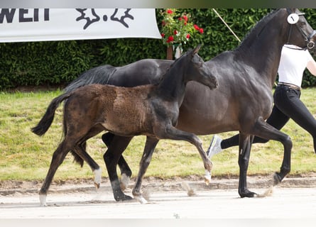 Trakehner, Yegua, Potro (02/2026), 125 cm, Negro