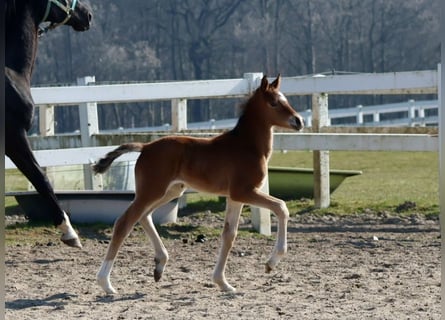 Trakehner, Yegua, , Castaño