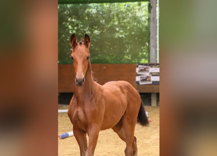 Trakehner, Yegua, , Castaño