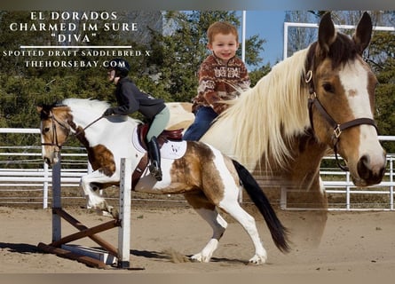 Trekpaard Mix, Merrie, 11 Jaar, 165 cm, Buckskin