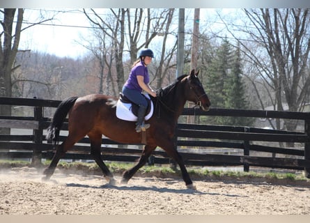 Trekpaard, Merrie, 11 Jaar, 165 cm, Roodbruin