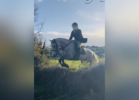 Trekpaard, Merrie, 4 Jaar, 160 cm, Appelschimmel