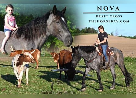 Trekpaard Mix, Merrie, 4 Jaar, 163 cm, Roan-Blue
