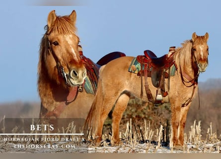 Trekpaard Mix, Merrie, 4 Jaar, Falbe
