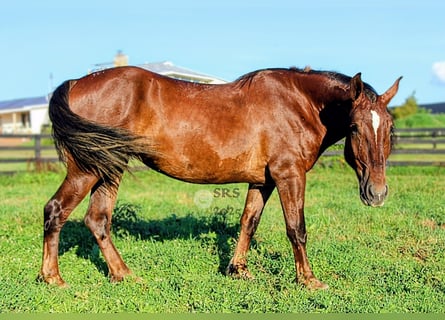Trekpaard, Merrie, 5 Jaar, 163 cm, Donkere-vos