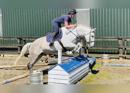 Trekpaard, Merrie, 8 Jaar, 166 cm, Schimmel