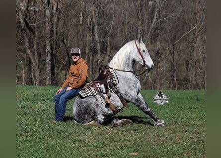 Trekpaard Mix, Ruin, 10 Jaar, Schimmel