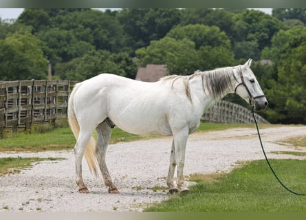 Trekpaard, Ruin, 14 Jaar, 155 cm, Schimmel