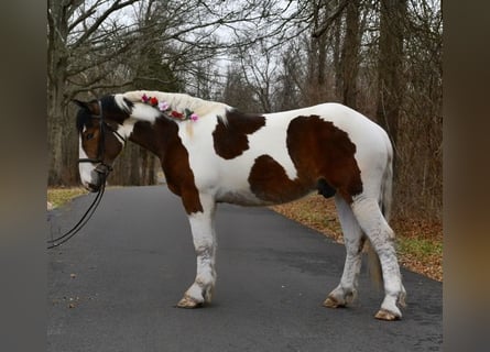 Trekpaard Mix, Ruin, 3 Jaar, 152 cm, Roodbruin