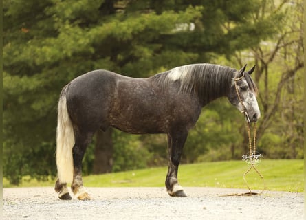 Trekpaard Mix, Ruin, 4 Jaar, 155 cm, Appelschimmel
