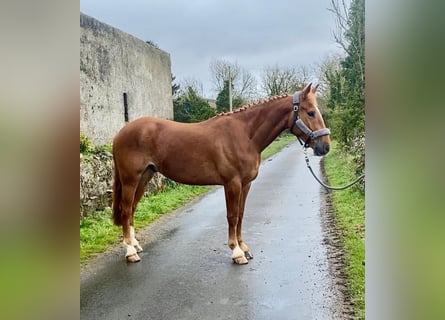 Trekpaard, Ruin, 4 Jaar, 164 cm, Donkere-vos