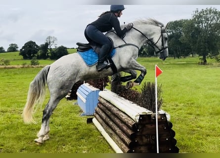 Trekpaard, Ruin, 4 Jaar, 164 cm, Schimmel