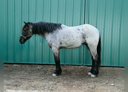 Trekpaard, Ruin, 4 Jaar, 165 cm, Roan-Blue