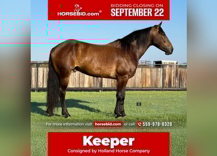 Trekpaard Mix, Ruin, 4 Jaar, 165 cm, Roodbruin