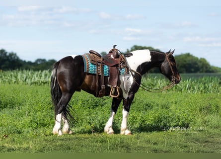 Trekpaard Mix, Ruin, 5 Jaar, 152 cm, Gevlekt-paard