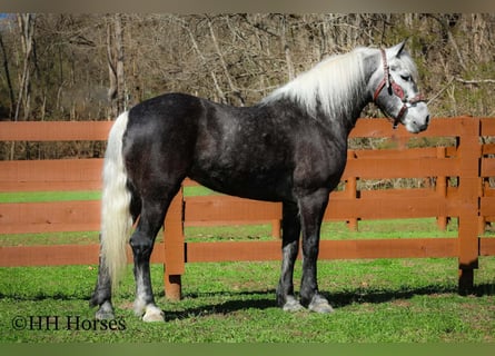 Trekpaard Mix, Ruin, 5 Jaar, 157 cm, Schimmel