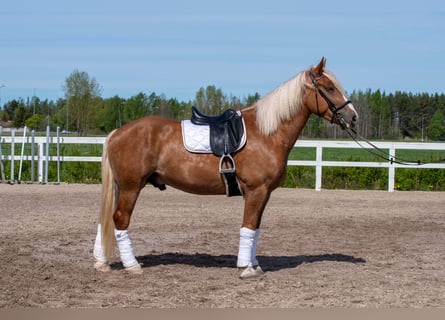Trekpaard, Ruin, 5 Jaar, 163 cm