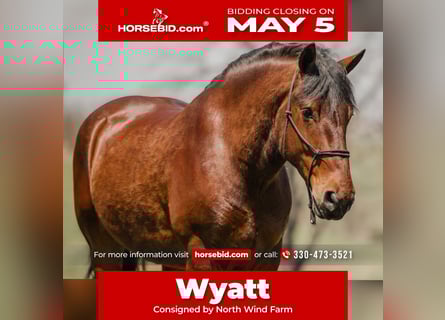 Trekpaard Mix, Ruin, 5 Jaar, 168 cm, Roodbruin