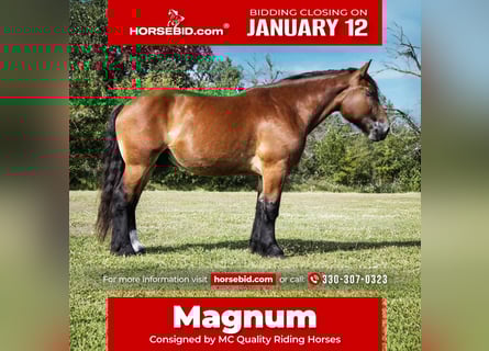 Trekpaard Mix, Ruin, 5 Jaar, 168 cm, Roodbruin