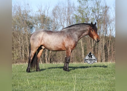 Trekpaard, Ruin, 5 Jaar