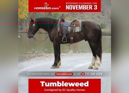 Trekpaard Mix, Ruin, 6 Jaar, 163 cm, Roodbruin