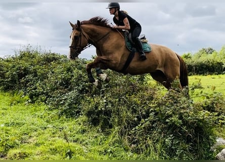 Trekpaard, Ruin, 6 Jaar, 175 cm, Donkere-vos