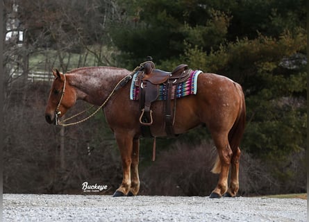 Trekpaard Mix, Ruin, 7 Jaar, 157 cm, Roan-Red