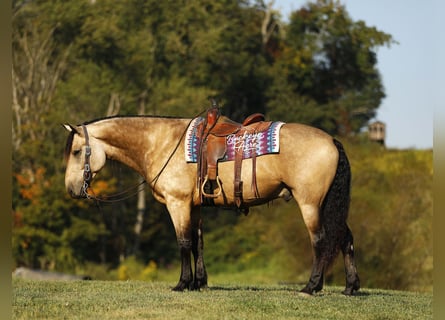 Trekpaard Mix, Ruin, 7 Jaar, 160 cm, Buckskin