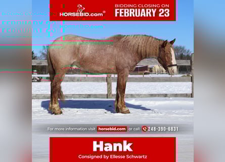 Trekpaard Mix, Ruin, 7 Jaar, 160 cm, Roan-Red