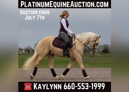 Trekpaard, Ruin, 7 Jaar, Palomino