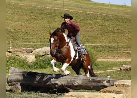 Trekpaard Mix, Ruin, 8 Jaar, 157 cm, Tobiano-alle-kleuren
