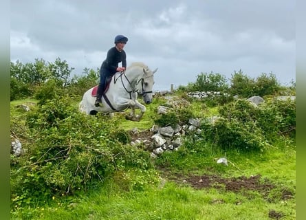 Trekpaard, Ruin, 8 Jaar, 177 cm, Schimmel