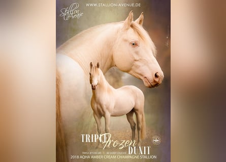American Quarter Horse, Stallion, 8 years, 14.1 hh, Champagne