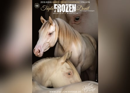 American Quarter Horse, Stallion, 7 years, 14,1 hh, Champagne