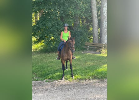 Trotón alemán, Caballo castrado, 8 años, 160 cm, Castaño oscuro