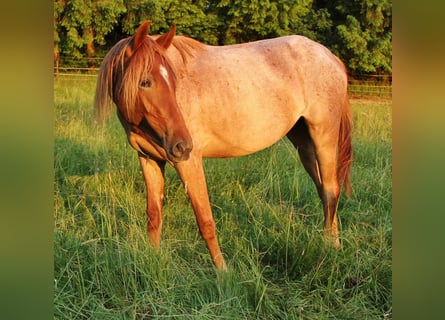 Trotón americano, Yegua, 2 años, 160 cm, Ruano alazán