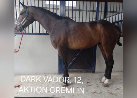 Trotón francés, Caballo castrado, 13 años, 173 cm