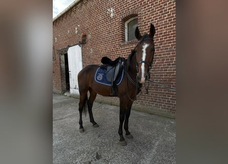 Trotón francés, Caballo castrado, 2 años, 155 cm, Castaño