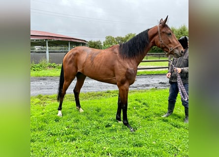 Trotón francés, Caballo castrado, 3 años, 152 cm, Castaño oscuro