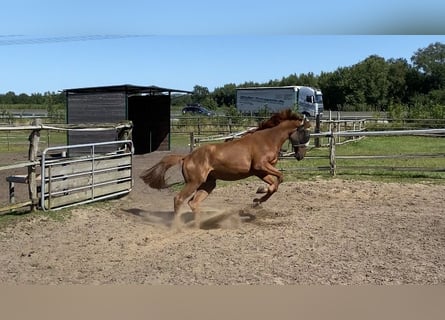 Trotón francés, Caballo castrado, 4 años, 170 cm, Alazán