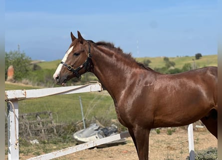 Trotón francés, Semental, 11 años, Alazán