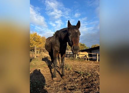 Trottatore Italiano, Castrone, 23 Anni, 165 cm, Baio scuro
