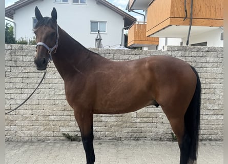 Trottatore Tedesco, Castrone, 10 Anni, 164 cm, Baio