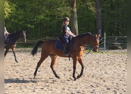 Trottatore Tedesco, Castrone, 12 Anni, 164 cm, Baio
