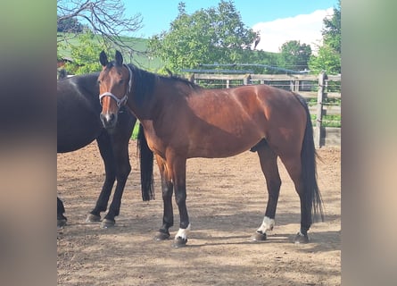 Trottatore Tedesco, Castrone, 13 Anni, 162 cm, Baio