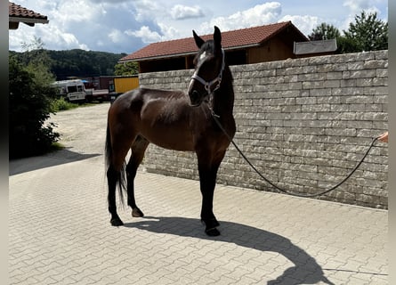 Trottatore Tedesco, Castrone, 6 Anni, 169 cm, Baio scuro
