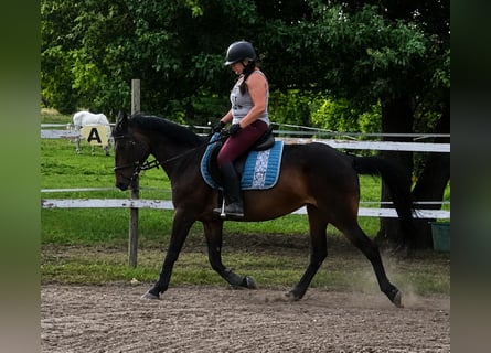 Trottatore Tedesco, Giumenta, 13 Anni, Baio scuro