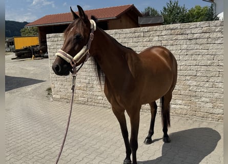 Trottatore Tedesco, Giumenta, 3 Anni, 153 cm, Baio