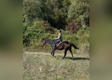 Trotter włoski, Wałach, 23 lat, 165 cm, Ciemnogniada