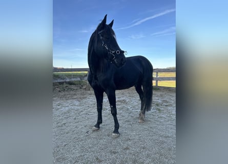 Trotteur allemand Croisé, Hongre, 8 Ans, 150 cm, Noir